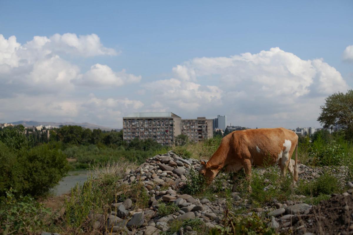 Summer. The sky with some clouds. The trees and the grass are green. On the foreground a cow is standing on a pile of broken bricks and other rubbish. On the background a river and a panel house.