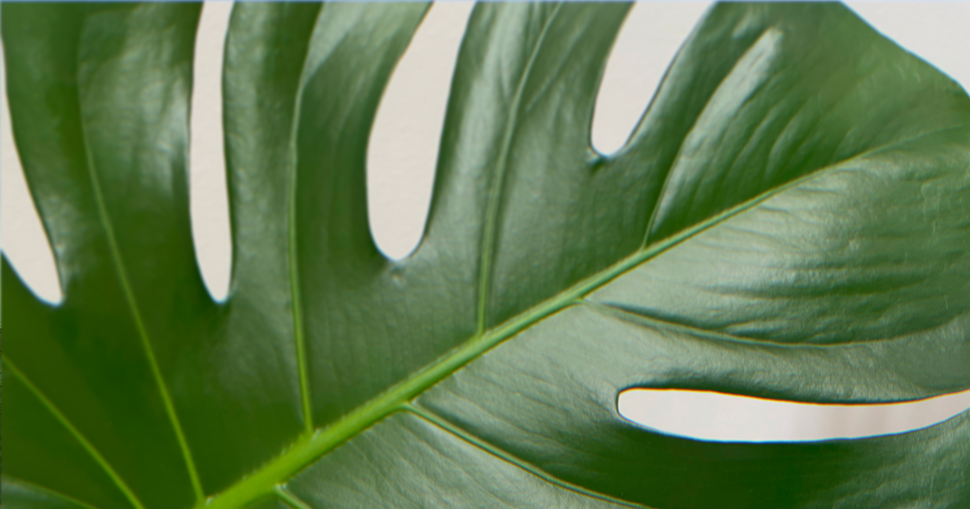 monstera leaf closeup