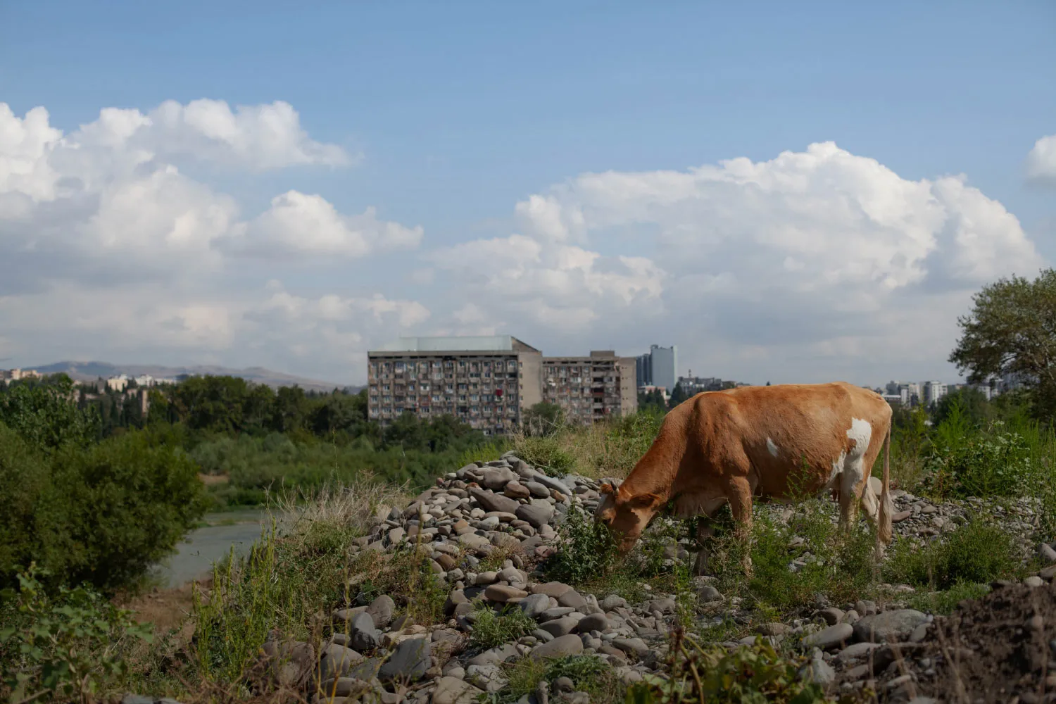 Summer. The sky with some clouds. The trees and the grass are green. On the foreground a cow is standing on a pile of broken bricks and other rubbish. On the background a river and a panel house.